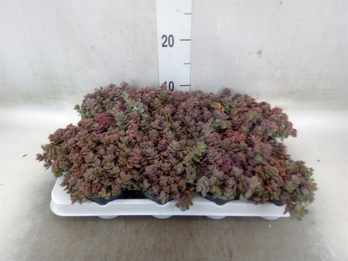 <h4>Sedum cyaneum 'Rosenteppich'</h4>
