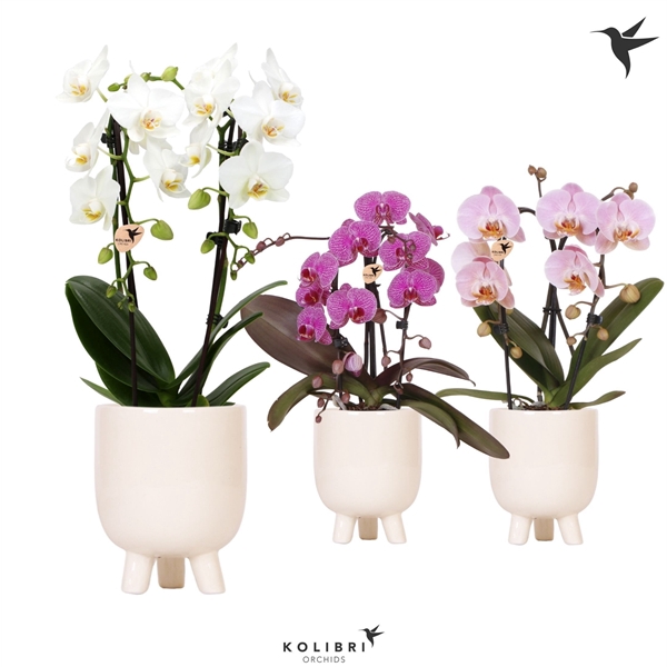 <h4>Phalaenopsis Elegant Cascade</h4>