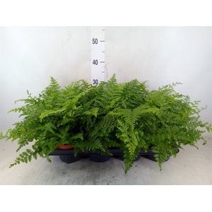 Asplenium  'Parvati'
