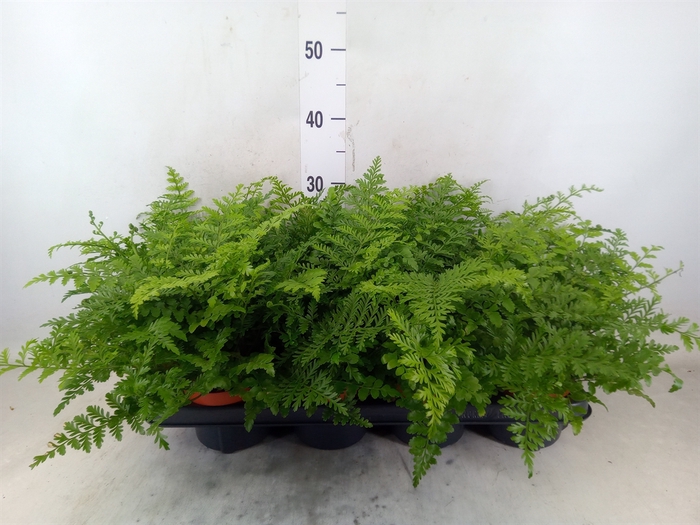 <h4>Asplenium  'Parvati'</h4>