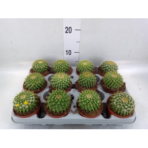 Mammillaria