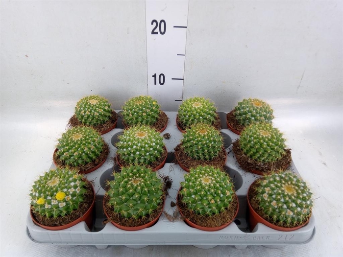 <h4>Mammillaria</h4>