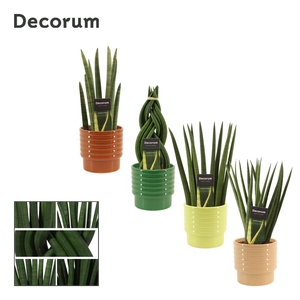 Sansevieria Cylindrica 12 cm Mix in Naemi (Natural bubble-collec