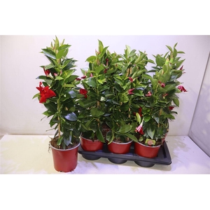 Mande Rio Grande Red