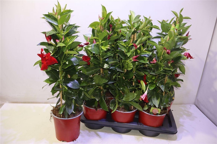 <h4>Mande Rio Grande Red</h4>