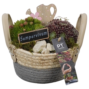 PTS7391 Arrangement Sempervivum in rieten mand