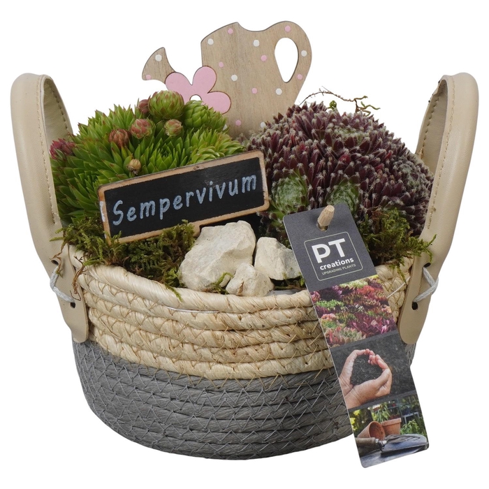 <h4>PTS7391 Arrangement Sempervivum in rieten mand</h4>