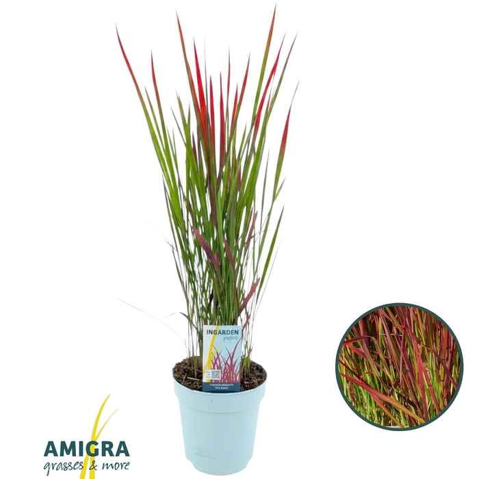<h4>Imperata cylindrica 'Red Baron'</h4>