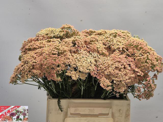 <h4>ACHIL M LACHSSCHON</h4>