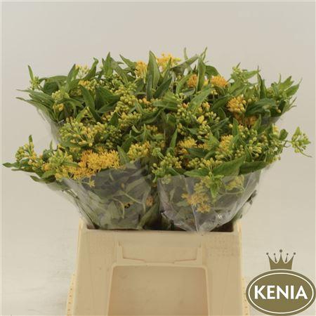 <h4>Asclepias Tuberosa Hello Yellow</h4>