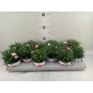 Dianthus  'I Love U'