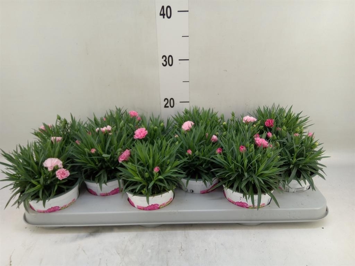 <h4>Dianthus  'I Love U'</h4>