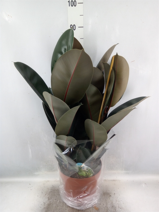 <h4>Ficus elastica 'Abidjan'</h4>