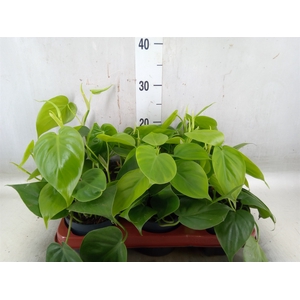 Philodendron scand.