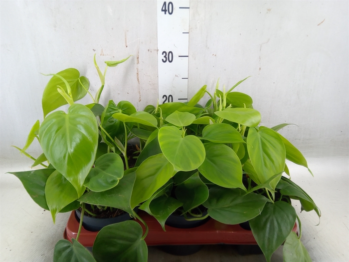 <h4>Philodendron scand.</h4>