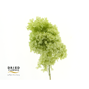 Dried Bleached Hydrangea Tower Light Green XXL