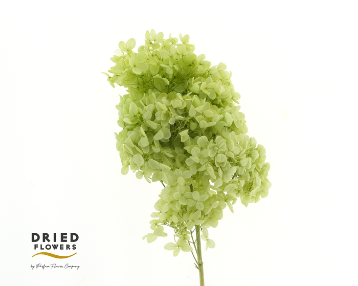 <h4>Dried Bleached Hydrangea Tower Light Green XXL</h4>