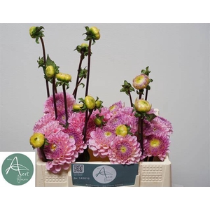 DAHL BALL WIZZ OF OZ