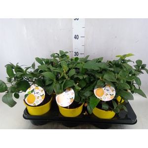 Citrus meyeri 'Meyer'