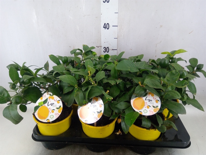 <h4>Citrus meyeri 'Meyer'</h4>