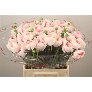 Ran.. Su Hanoi Extra X50