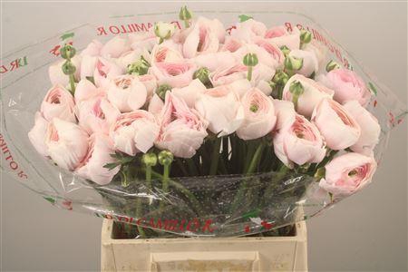 <h4>Ran.. Su Hanoi Extra X50</h4>