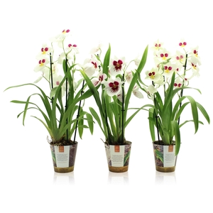 Inca Miltoniopsis White 3 spike in Jungle cover