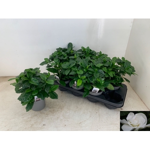 GARDENIA JASMINOIDES