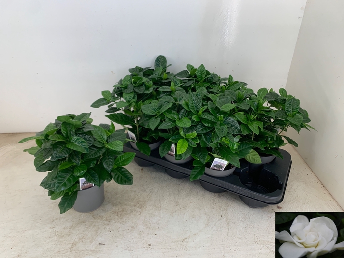 <h4>GARDENIA JASMINOIDES</h4>