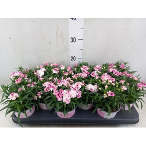 Dianthus  'Sprint Pink and Proud'