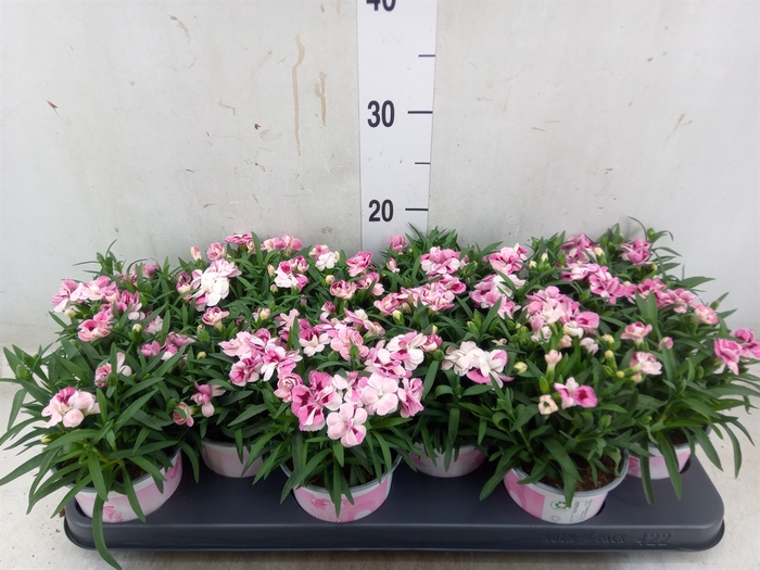 <h4>Dianthus  'Sprint Pink and Proud'</h4>