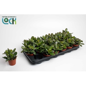 CRASS OVATA