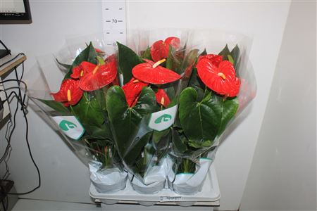 <h4>Anthu An Arebo 6+</h4>