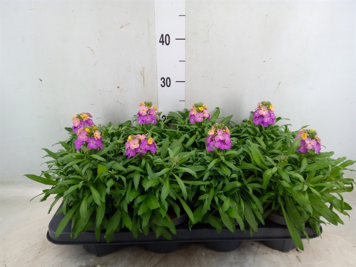 <h4>Erysimum  'Leya Orange Glow'</h4>