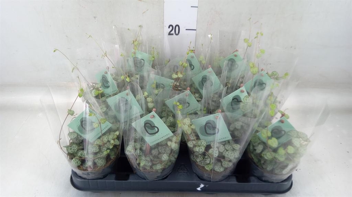 <h4>Ceropegia woodii ssp. woodii</h4>