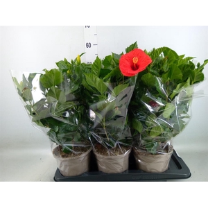 Hibiscus rosa-sin.   ...mix