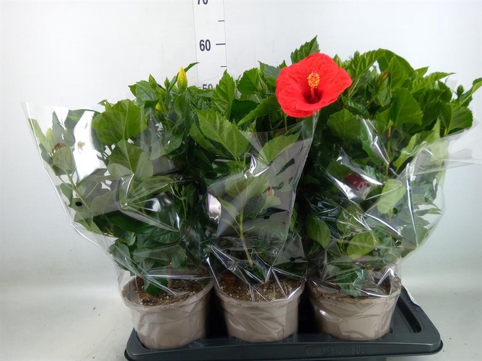 <h4>Hibiscus rosa-sin.   ...mix</h4>