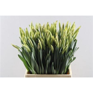 Narc T Dutch Master (nouland)