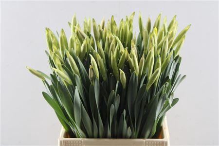 <h4>Narc T Dutch Master (nouland)</h4>