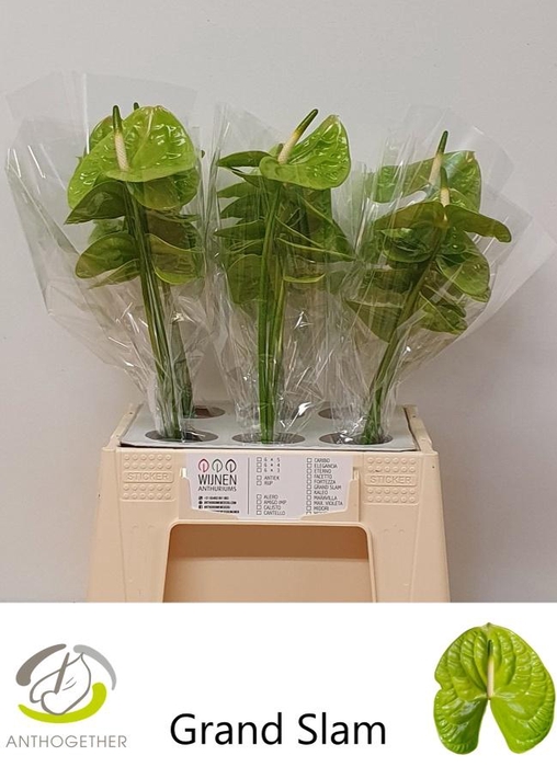 <h4>ANTH A GRAND SLAM</h4>