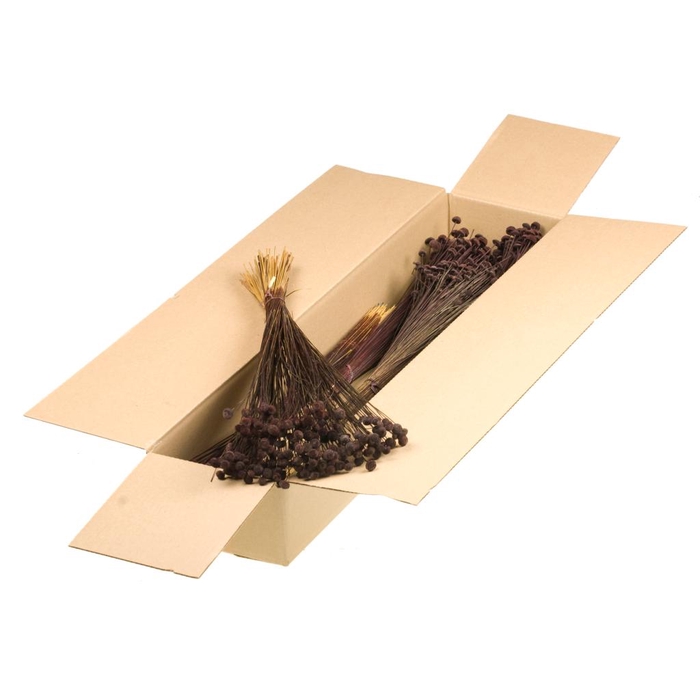 <h4>Botao Sb Deep Brown</h4>