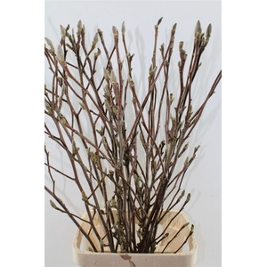 Magnolia Grandiflora