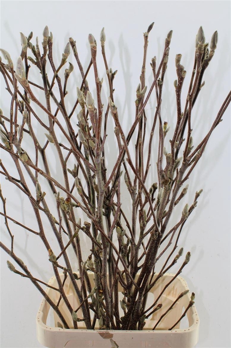 <h4>Magnolia Grandiflora</h4>