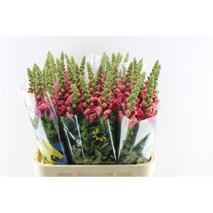 Antirrhinum Cool Dark Pink