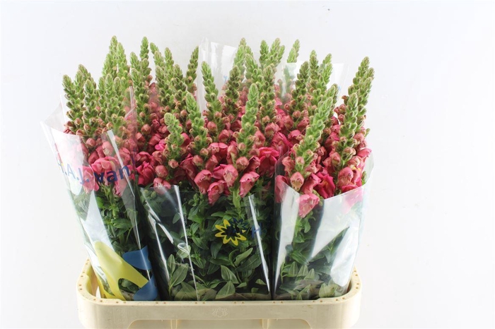 <h4>Antirrhinum Cool Dark Pink</h4>