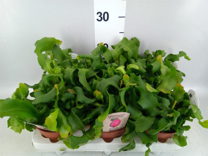 <h4>Epiphyllum guatem. var. monstrosa</h4>