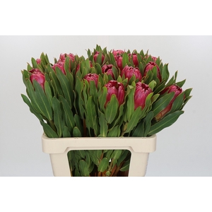 PROTEA BRENDA