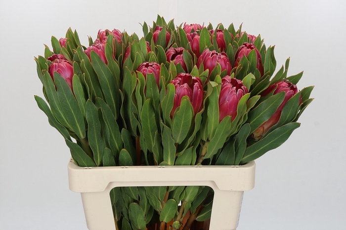 <h4>PROTEA BRENDA</h4>