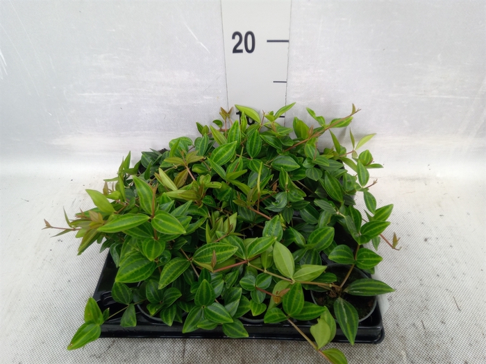 Peperomia