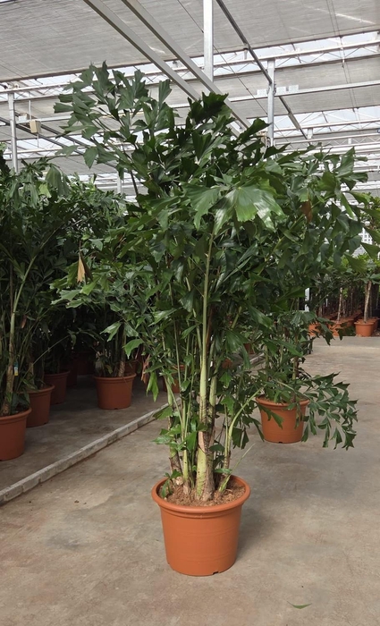 <h4>Caryota mitis</h4>